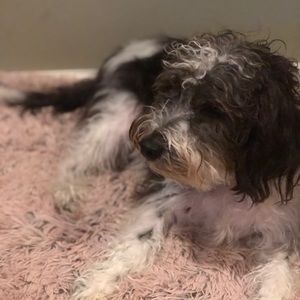 Meet your Posher, Suja